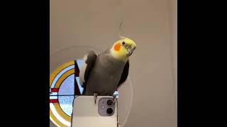 #funny #viralvideos #shorts #parrots #viralvideos #parrots (1)