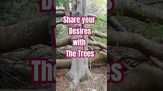 Come create your life with the trees. #forest #treemagic #manifesting