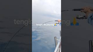 Tenggiri Babon #fishing #mancing #shortvideo #bigfish #tenggiri