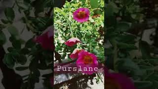 Purslane summer flowering plant #purslane #shortsyoutube