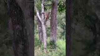 Leopard Vs langur kill / Leopard from Pench tiger reserve #shorts