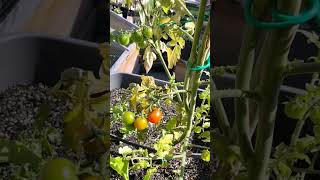 Tomato update #gardeningideas #verticalgardenideas #verticalgardening