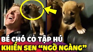 Khoảnh khắc 'BÉ CHÓ CỎ' được anh sen dạy cho 'HÚ TIẾNG SÓI' khiến ai cũng ngỡ ngàng 😅 | Gâu Đần