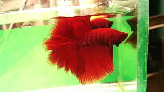 fullmoon solid red betta fish!