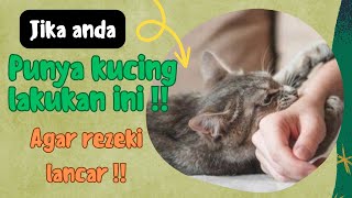 Jika anda punya kucing lakukan ini⁉️ agar rezeki lancar‼️