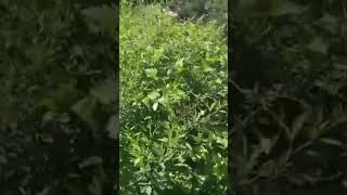 Land for sale in Kedarnath only 40 lakh per nali || 2.5 nali land || only for hindu