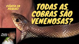 TODAS COBRAS SÃO VENENOSAS? - CIÊNCIA EM PÍLULAS