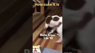 Cute animals - Funny actions