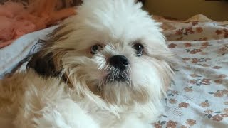 Bath time for shih tzu