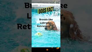 dogs swimming | facts #shorts #viralvideo #shortvideo