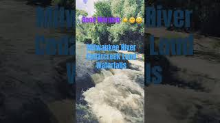 Loud Waterfalls at Cedarcreek Milwaukee River #youtubeshorts #wisconsin #nature #watersoundsrelaxing