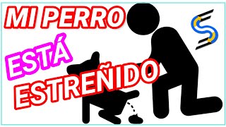 🐶DIETA BLANDA PARA MI PERRO 🥗 (COMO COMBATIR EL ESTREÑIMIENTO EN PERROS💩) 🐕‍🦺