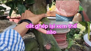 cắt ghép vào những tháng này có tốt không. hi sinh cắt thử ghép lại xem có tốt không