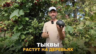 СУПЕР УРОЖАЙНЫЕ ТЫКВЫ. Обзор сортов и гибридов тыкв на моем участке.