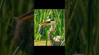 Mighty Great Blue Heron Snatches a Big Fish and Swallows it Alive #shorts