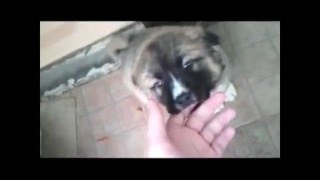 Caucasian Shepherd Dog Puppy Cuddling