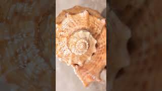 Phylum Mollusca / Zoology shorts