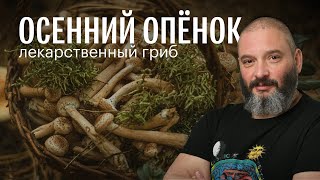 Осенний опёнок: лекарственные свойства. Михаил Вишневский