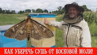 Как уберечь сушь от восковой моли!