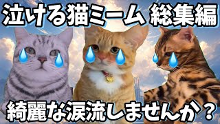 【泣ける猫ミーム総集編/今までのまとめ】#猫ミーム #家族 #泣ける猫ミーム#感動する話 #猫マニ