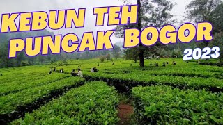 gunung mas puncak,》gunung mas bogor, #gunungmaspuncak #puncakbogor #gunungmas #kebunteh #bogorcity