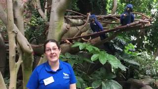 Meet Benito & Sapphira - Hyacinth Macaws at the National Aviary!