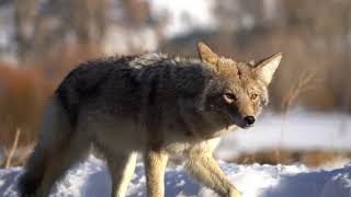 Yellowstone Coyote in winter #2