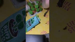 Potting Mini Pilea Plants