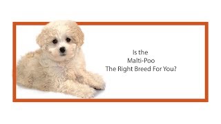 Everything Puppies - Maltipoo Breed Information (2019)