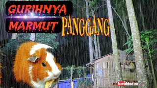 🔴Guinea Pig...!? gurihnya dipanggang |hujan deras menerpa