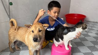 How the new puppy and cat became good friends. Cat asks to take a bath with dog. Funny animals