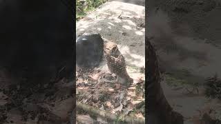 burrowing owl