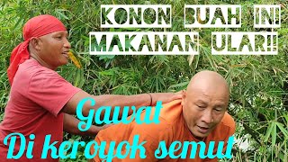 Pohon Ini biasanya buat berjemur ular piton!! di keroyok semut gatal di atas pohon!