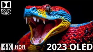 Oled Demo 2023, COSTA RICA, 4K HDR 60 FPS, Dolby Vision!