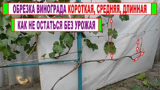 🍇 Обрезка винограда КОРОТКАЯ, СРЕДНЯЯ, ДЛИННАЯ! Как ПРАВИЛЬНО ОБРЕЗАТЬ и не остаться без УРОЖАЯ!