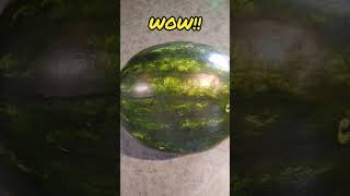 HUGE Watermelon! #mellon #watermelon #shortsfeed #bigfood #fruit #yummy #familyfriendly #familyvlog