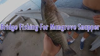 Bridge Fishing - Catching Mangrove Snapper