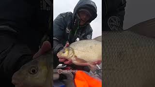 ЛЕЩ НА СИБИРСКОГО ПЕТУХА   #fishing #рыбалка #рыба #удочка #shorts #лещ