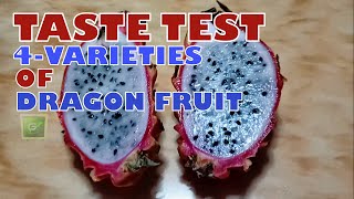 TASTE TEST OF 4 VARIETIES OF DRAGON FRUIT | VIETNAM WHITE | GOLDEN ISIS | EDGAR YELLOW #dragonfruit