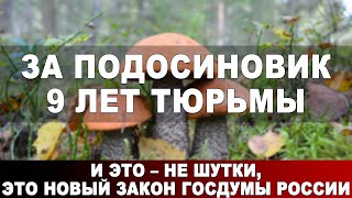 За подосиновик 9 лет тюрьмы. И это - не шутки, это новый закон Госдумы России