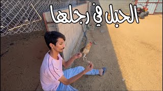 سلطان الكوميدي مع الحيوانات