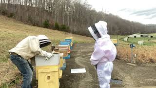 Checking Food Stores and Brood Production on New Years Day