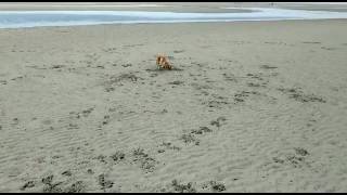 Beach Zoomies