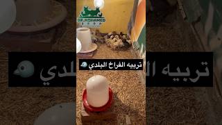 سلسله تربية الفراخ البلدي 🐧 من عمر يوم 👌 مع الدكتور ✅#الدواجن #فراخ #فراخ_بلدي