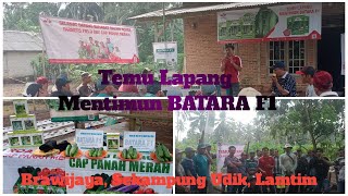 Temu Lapang Mentimun BATARA F1 #panencepat #buahhijau #tahanvirus #mbotenpait #cappanahmerah