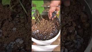 Growing chayote is easy at home, lots of fruit to eat all year round