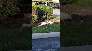 American white Ibis digging soil for insects!