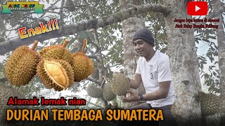 DURIAN TEMBAGA SUMATERA, Alamak LEMAK NIAN | Atok Kulop SEKAPOT ancop