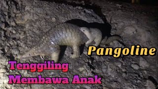 Tenggiling Membawa Anaknya Yang Comel (Pangoline)