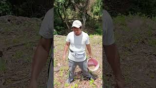 trabajando duro aquí abonando la milpa #viralvideo #suscribate #comparte